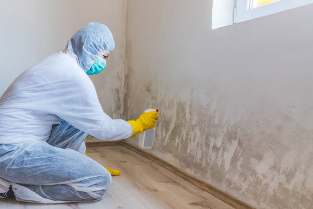 Licensed Black Mold Removal service in Woodbridge, NJ - WQB Mold Removal
