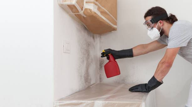 Professional Black Mold Removal technician working in Woodbridge, NJ