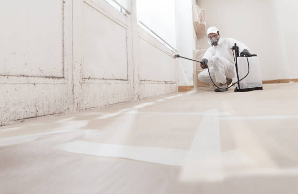24/7 Emergency Black Mold Removal experts in Woodbridge, NJ