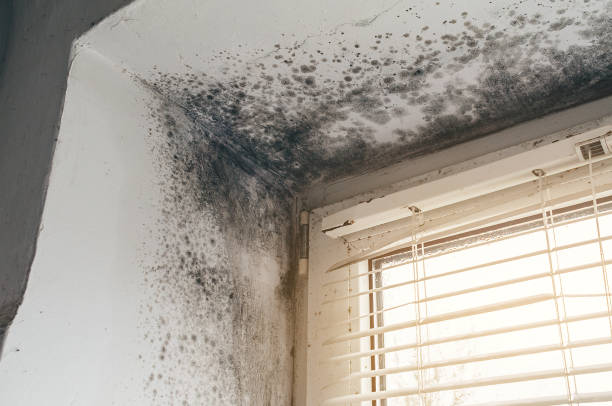 Affordable Black Mold Removal solutions in Woodbridge, NJ
