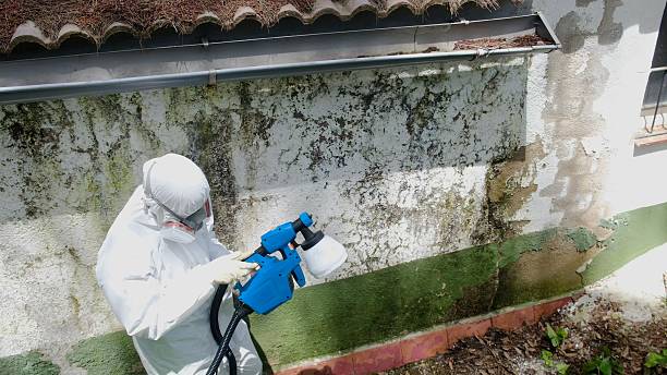 Top rated local Black Mold Removal specialists in Woodbridge, NJ